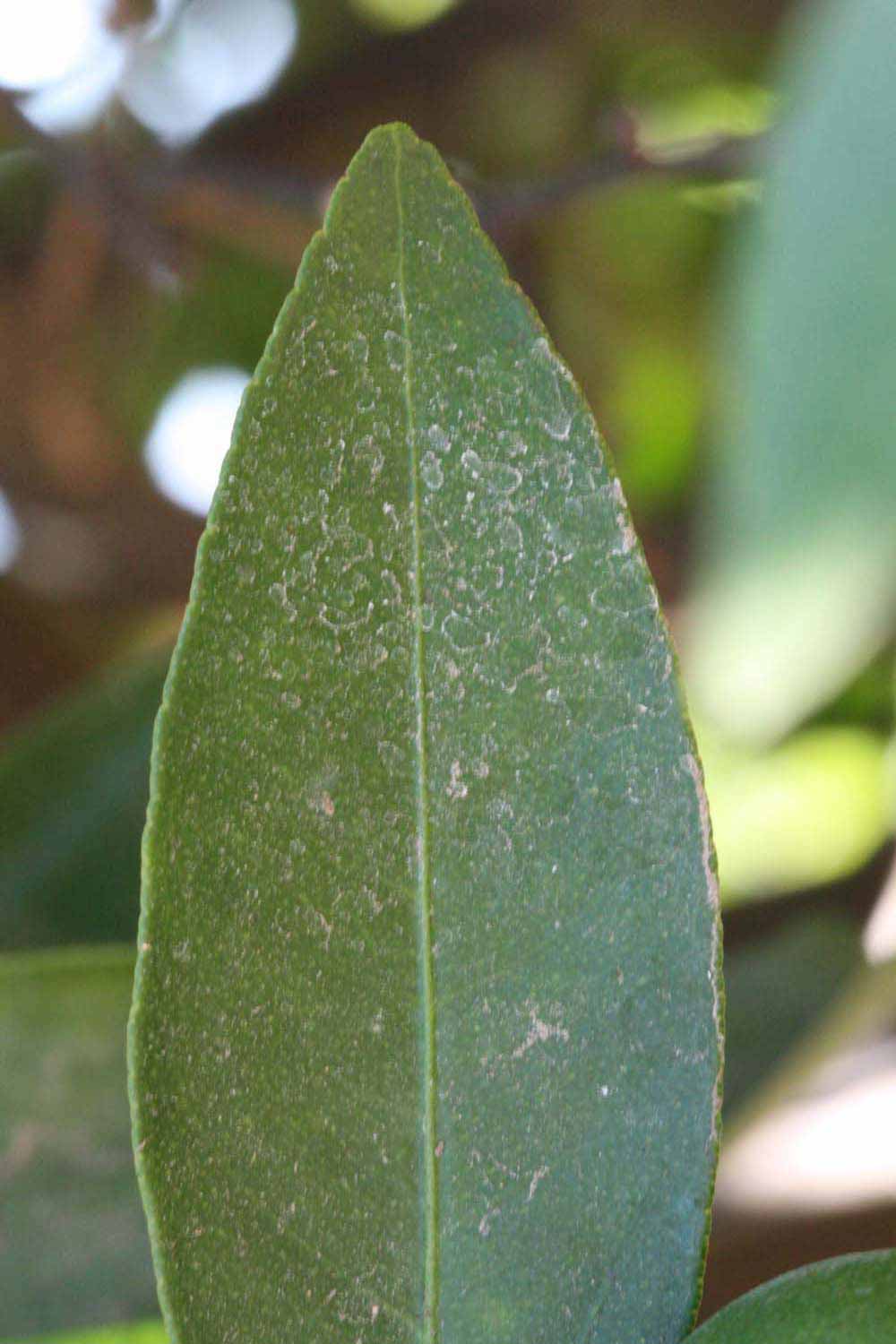              Margin (Riverside, CA)       